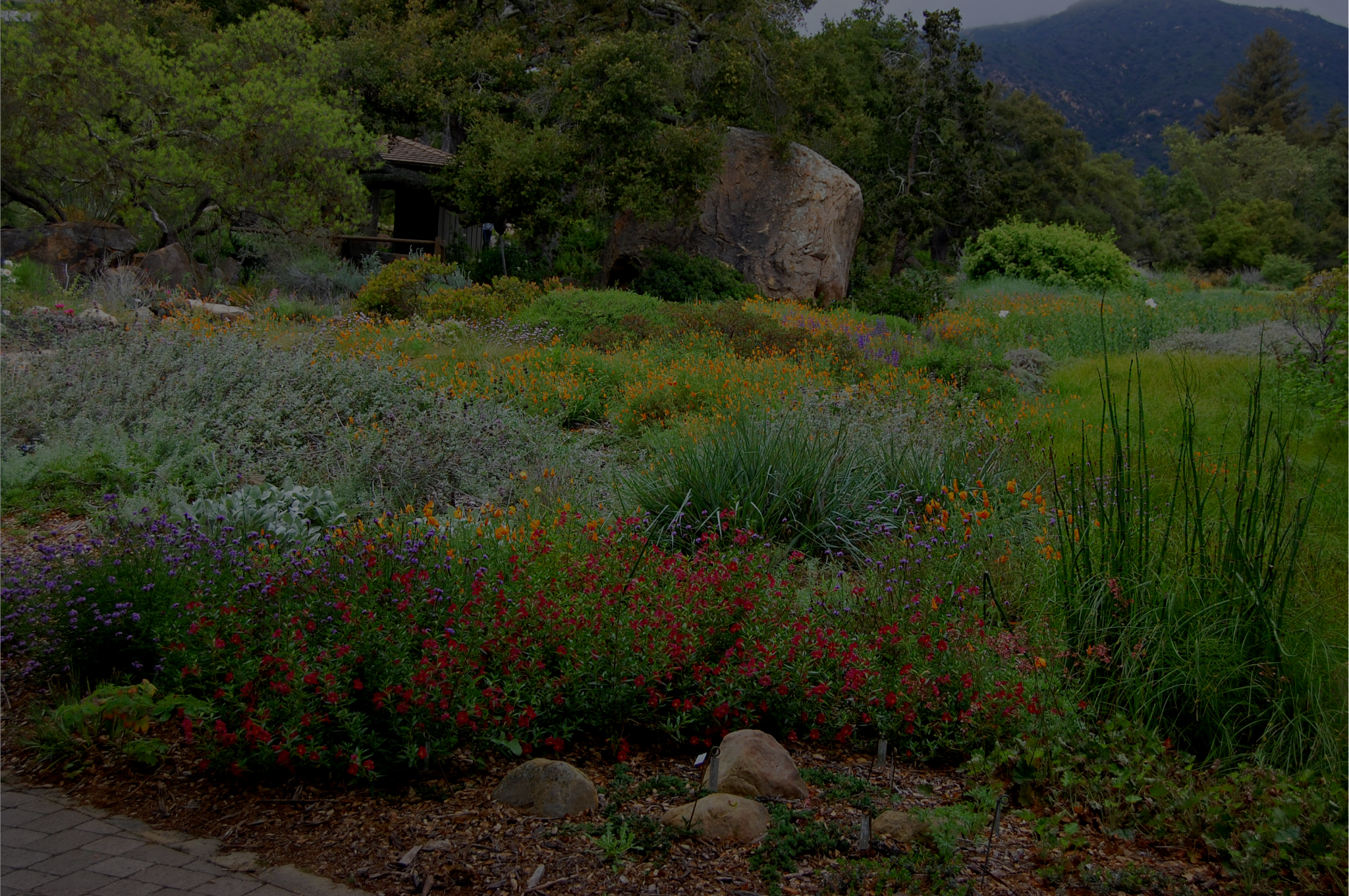 Grow Top Drought-Tolerant Plants For Your Garden