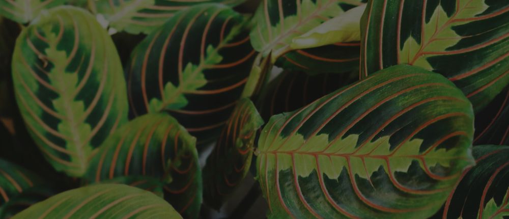 Prayer Plant Care: How To Grow This Amazing Indoor Plant