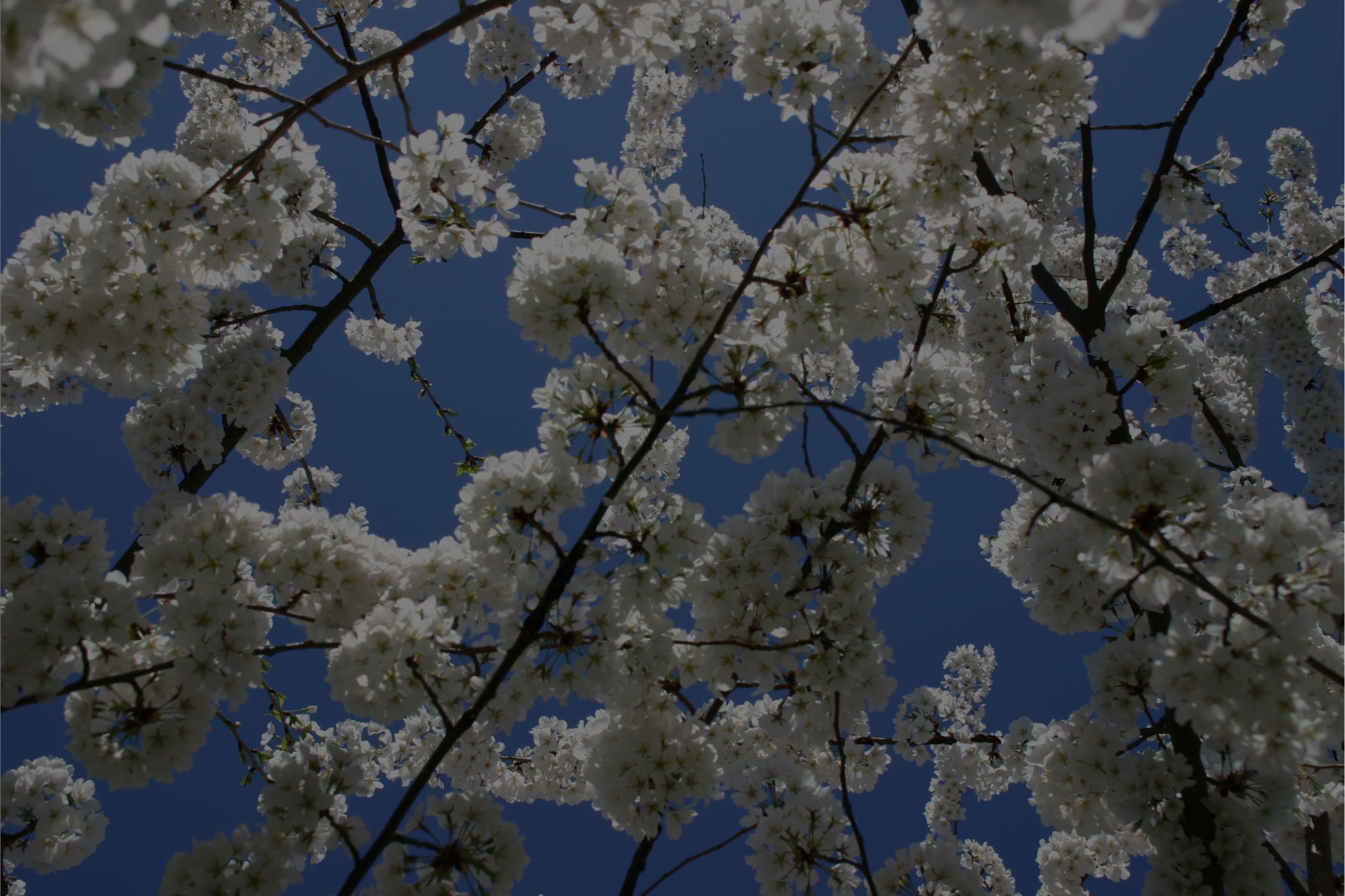 13 Best Trees With White Flowers To Grow In Gardens