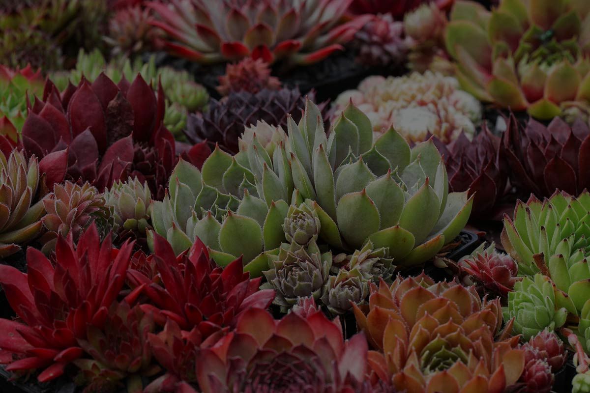 Colorful Succulents: Transforming Spaces with Vibrant Hues