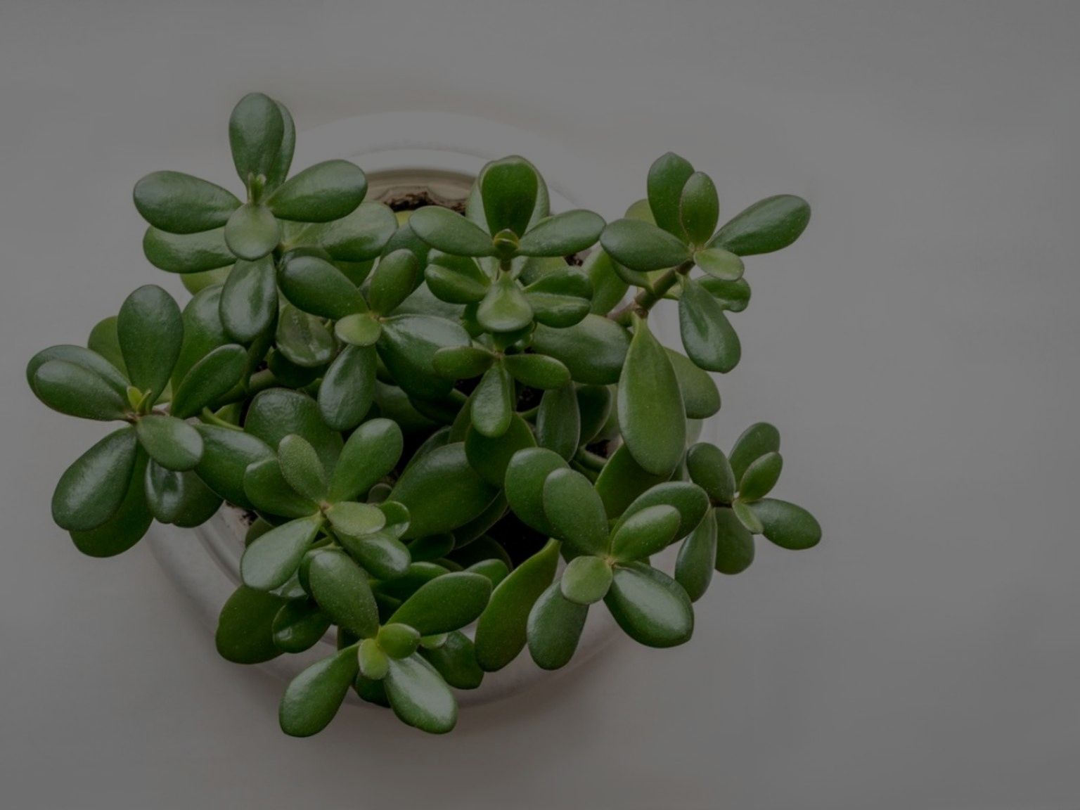 Jade Plant Care: The Only Guide You Ever Need