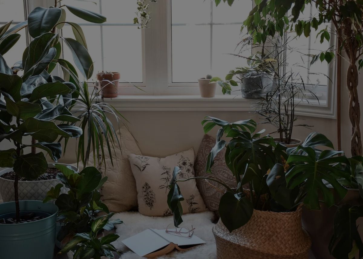 15 Feng Shui Plants To Bring Good Luck To Your Indoor Garden