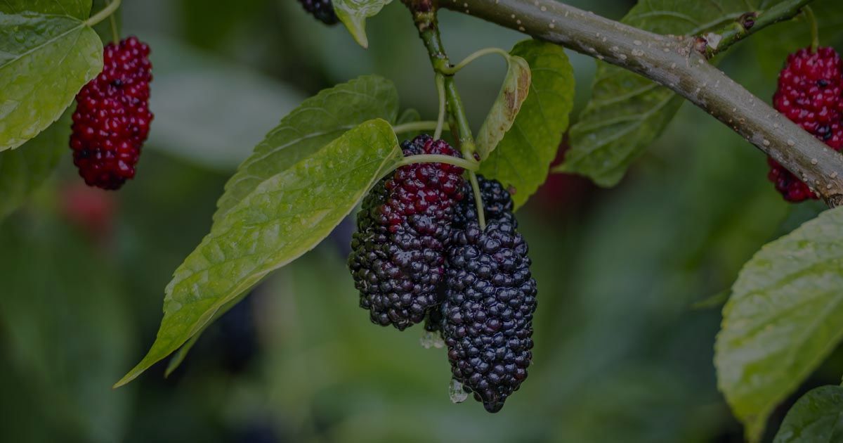 Mulberry Tree Care: How To Grow These Fruiting Plants