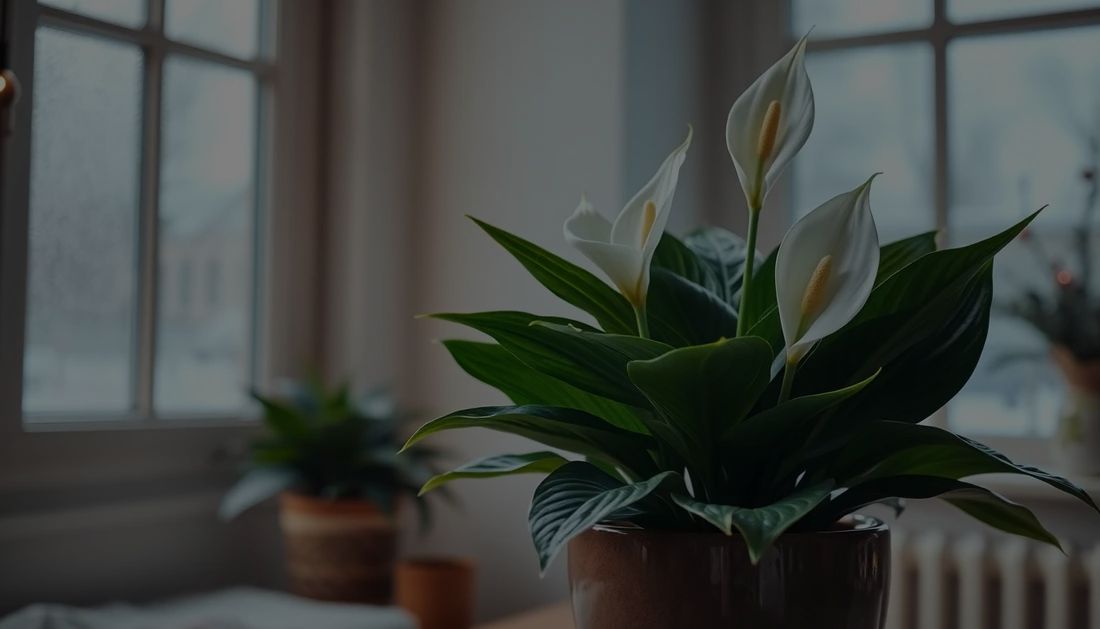 Peace Lily Plant Care: How To Grow These Indoor Flowering Plants