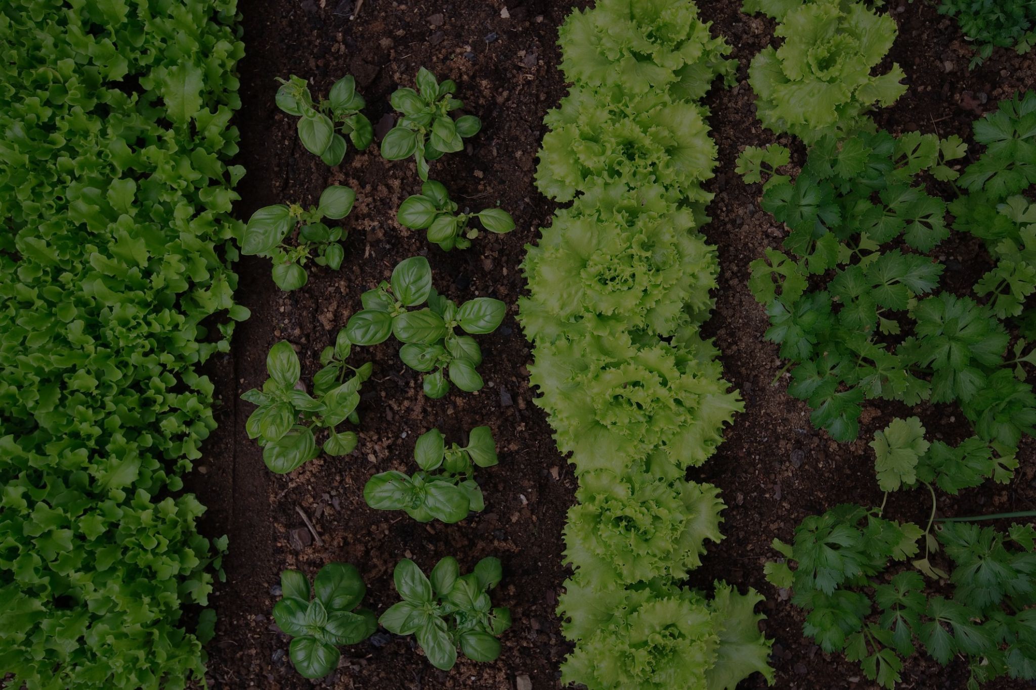 Organic Gardening at Home