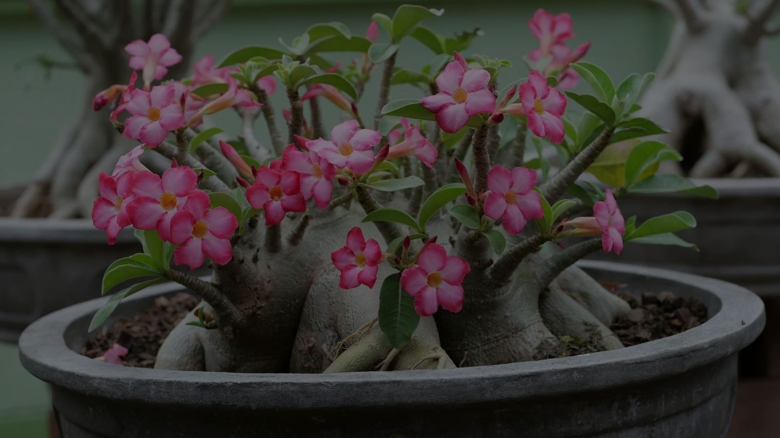 Desert Rose Care: How To Grow This Succulent At Home