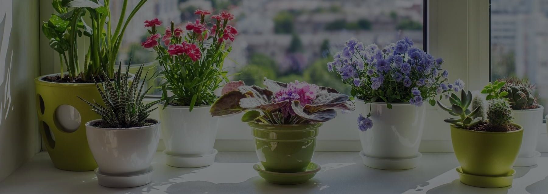 11 Top Fragrant Indoor Plants For A Lively Indoor Space