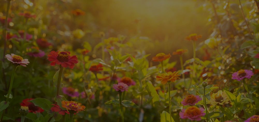 8 Essential Summer Gardening Tips For A Lush And Thriving Season