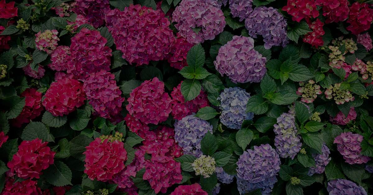 4 Ways To Propagate Hydrangeas To Create New Plants