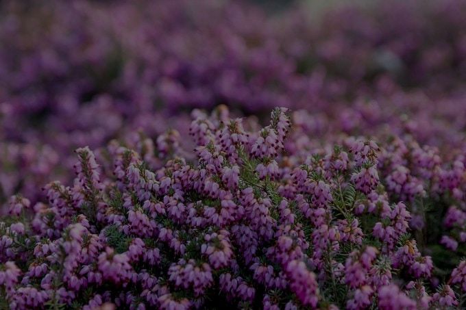 11 Evergreen Flowering Plants For Your Garden