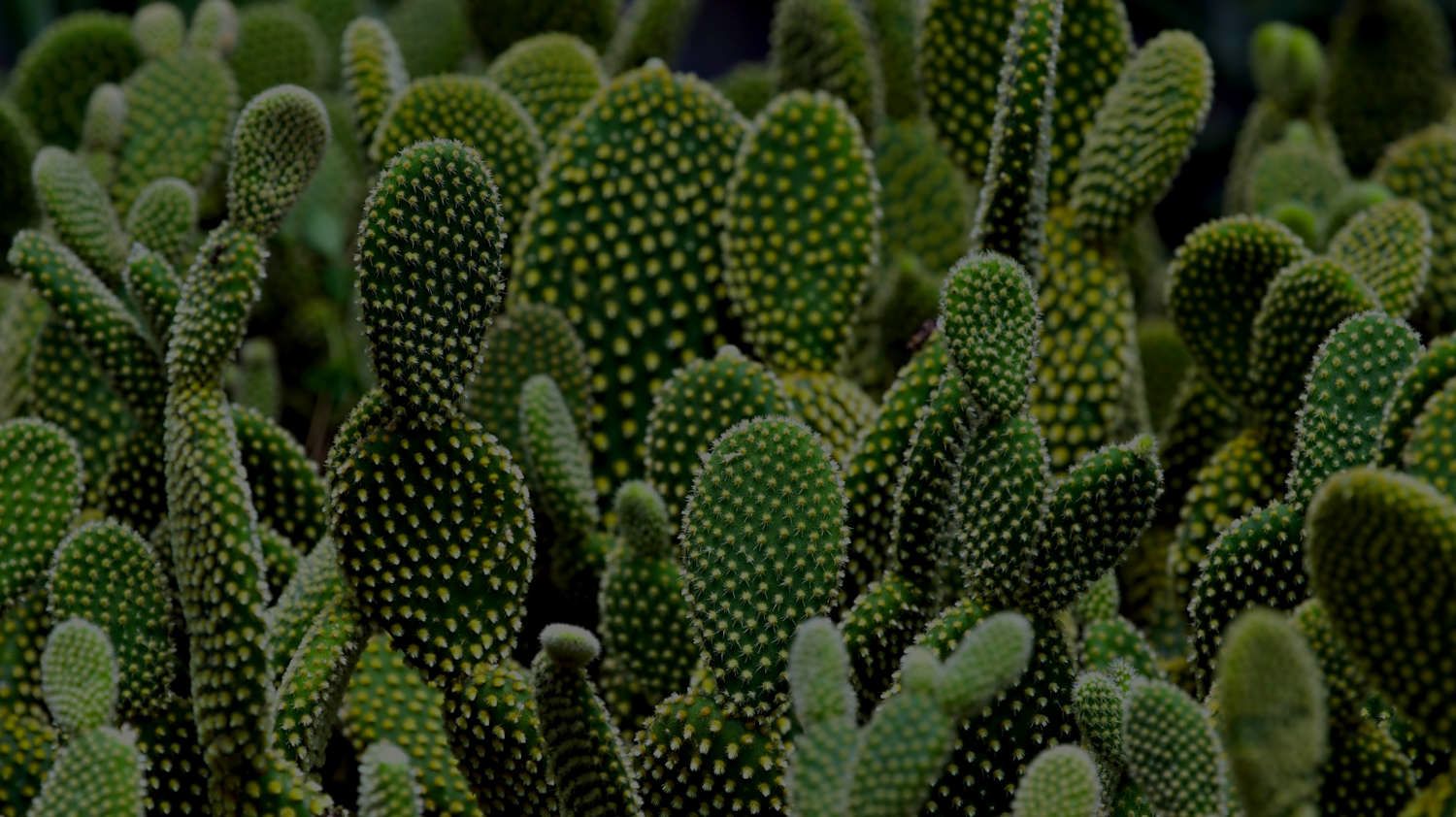 Bunny Ear Cactus Care Guide: Everything You Need To Know
