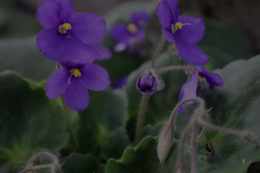 African Violet Care: How To Grow These Indoor Flowering Plants