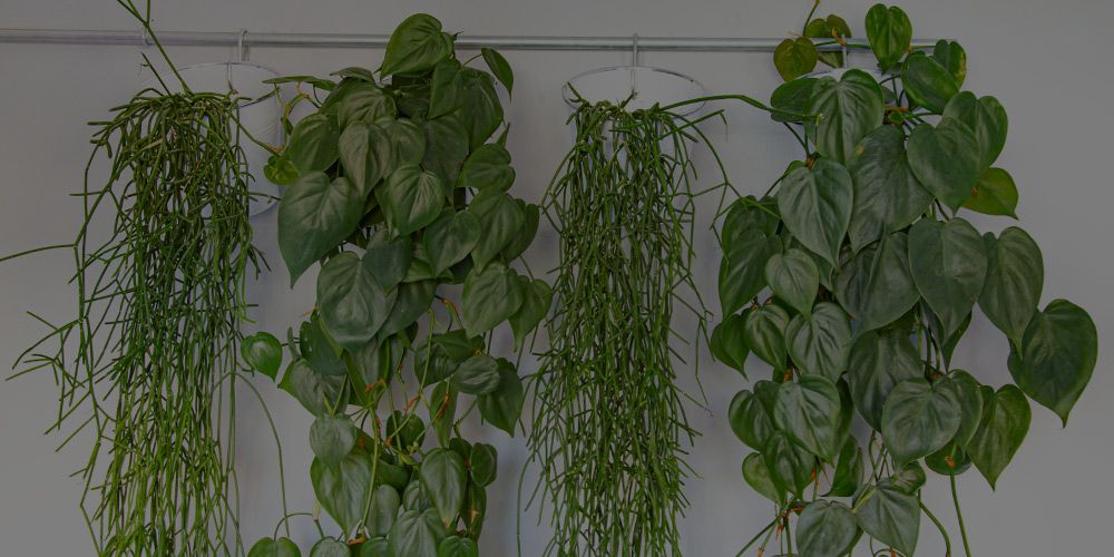 9 Hanging Indoor Plants For Your Indoor Garden