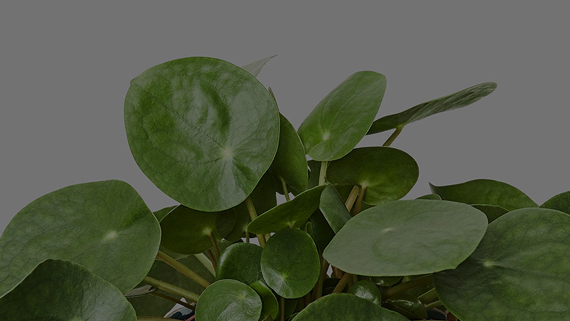 Chinese Money Plant Care: A Complete Guide