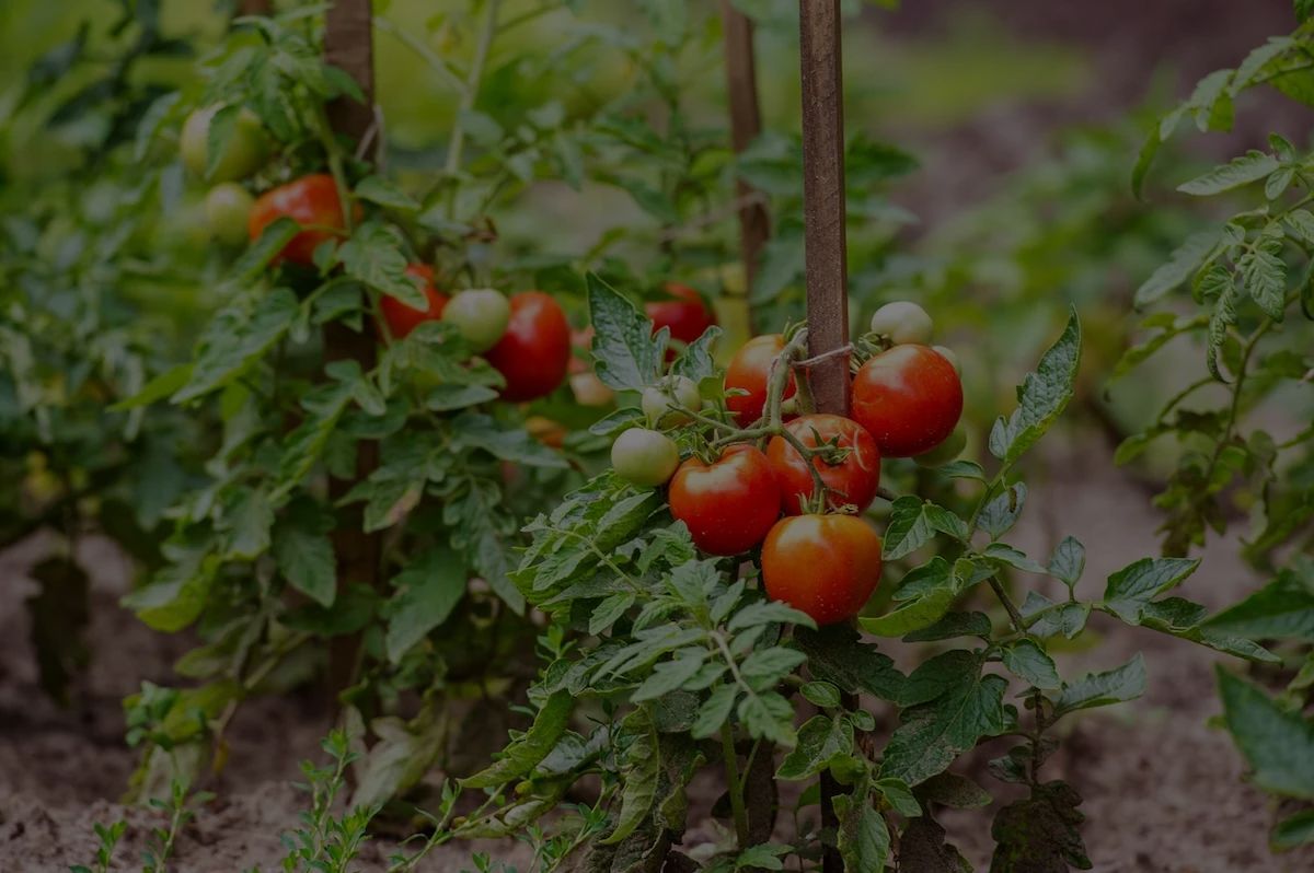 11 Best (and 5 Worst) Tomato Companion Plants To Grow