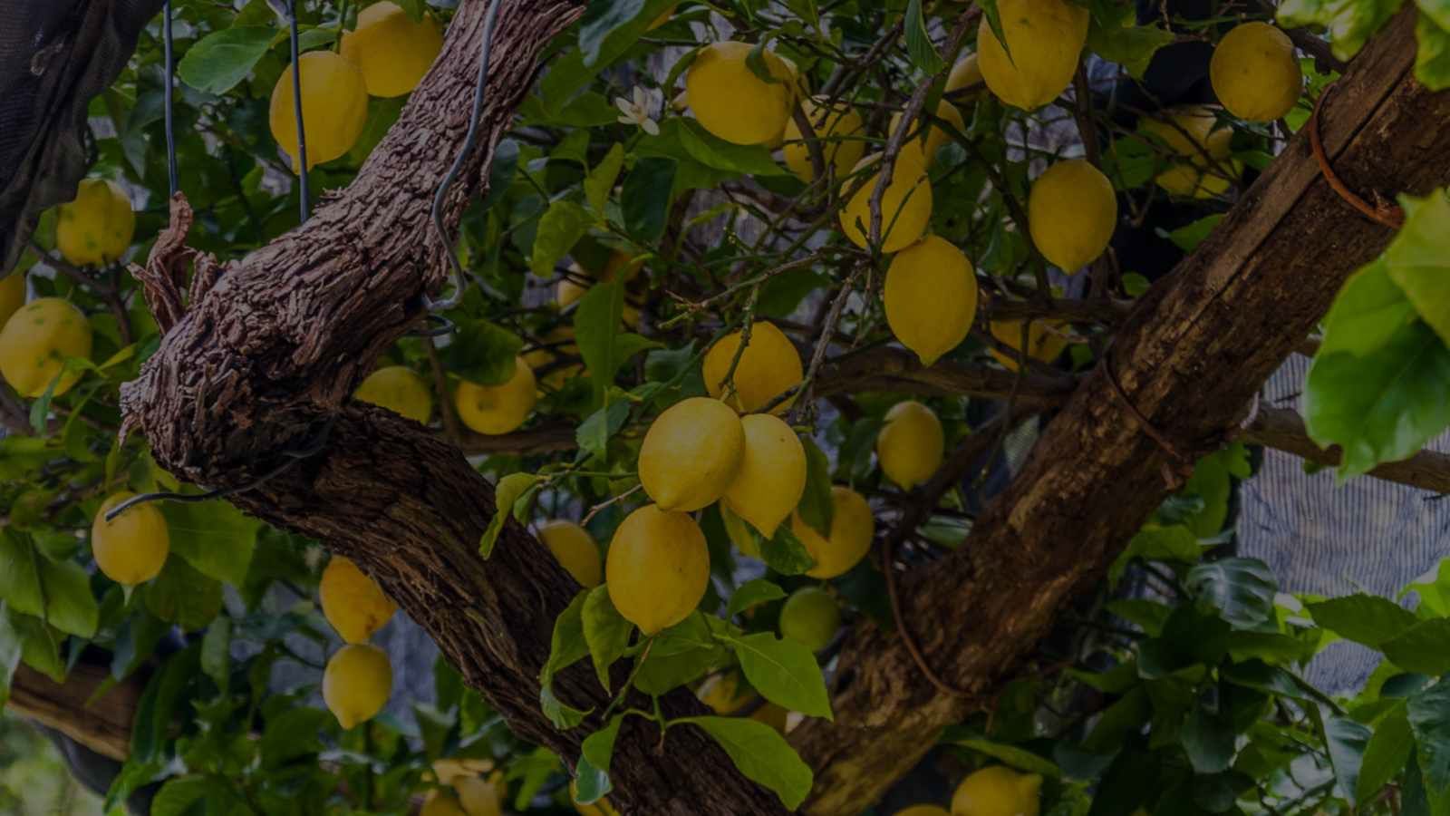 Lemon Tree Care: How To Grow The Lemon Plant At Home