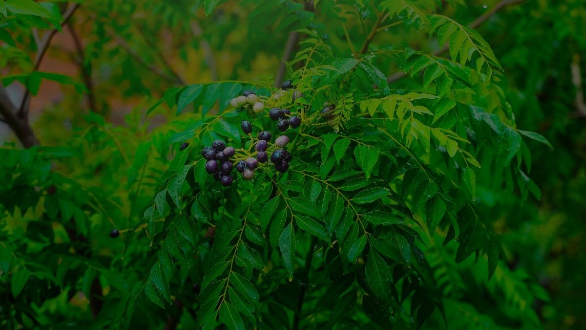 Curry Tree Care: How To Grow These Plants At Home
