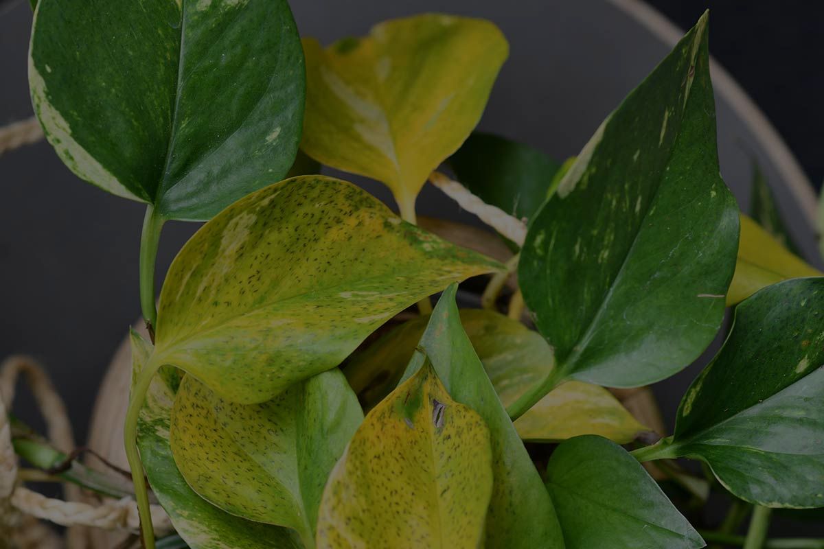 Why Are My Plant Leaves Turning Yellow? (Causes & Solutions)