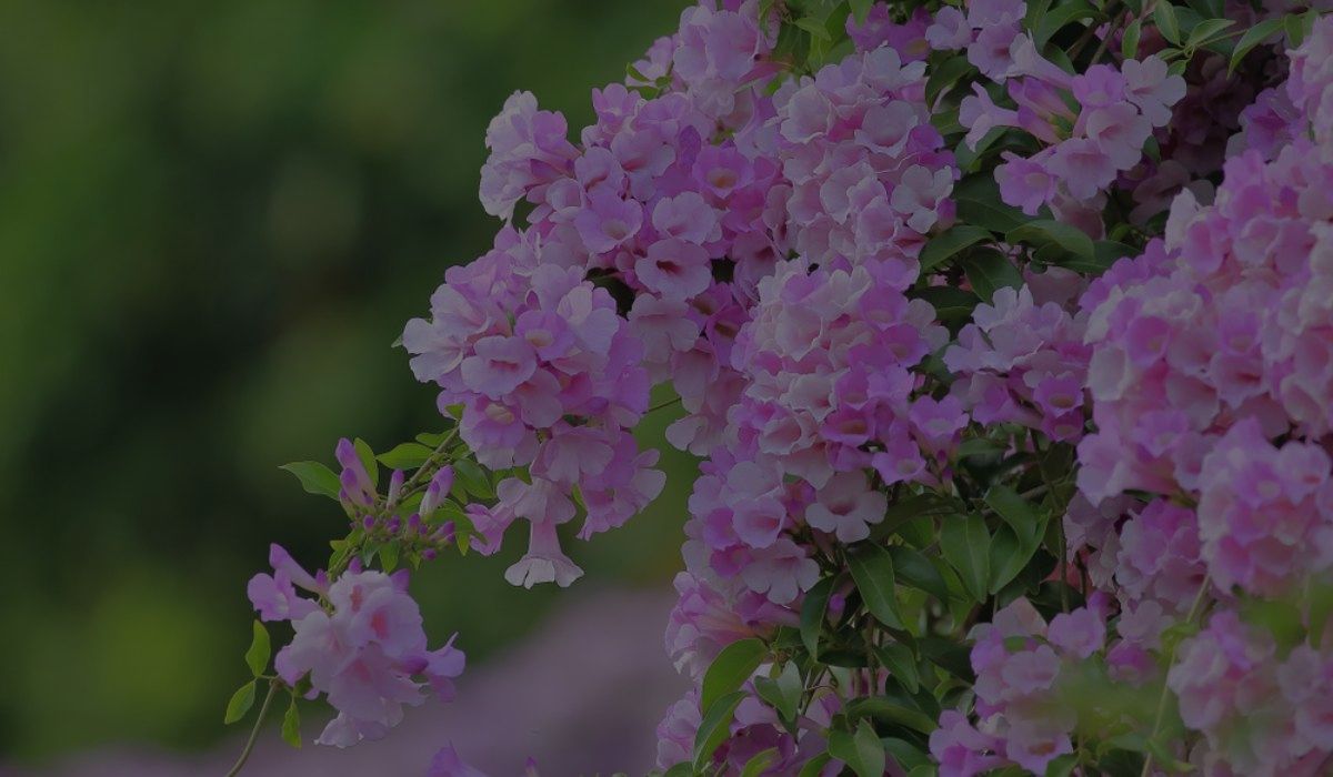 Garlic Vine Plant Care: Learn How To Grow This Vining Plant