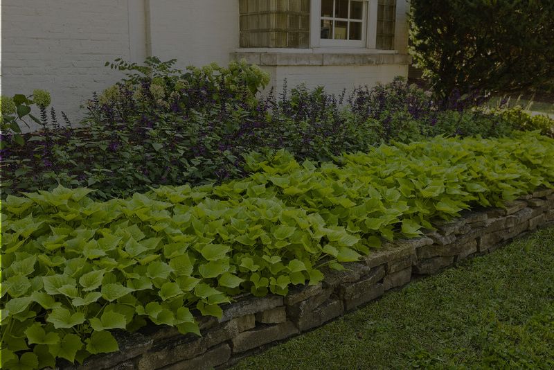 Sweet Potato Vine Care: A Complete Guide