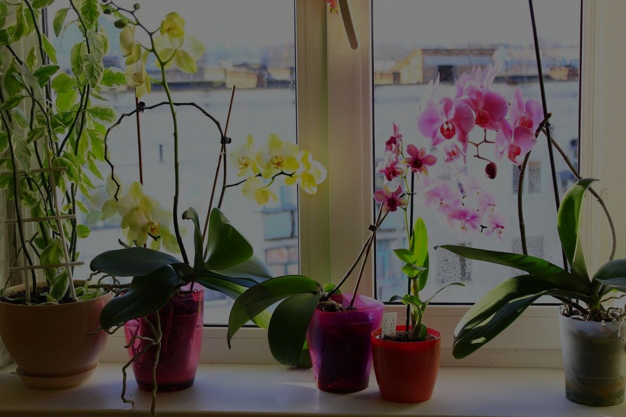 Tropical Plants: 14 Tropical Indoor Plants For Your Home