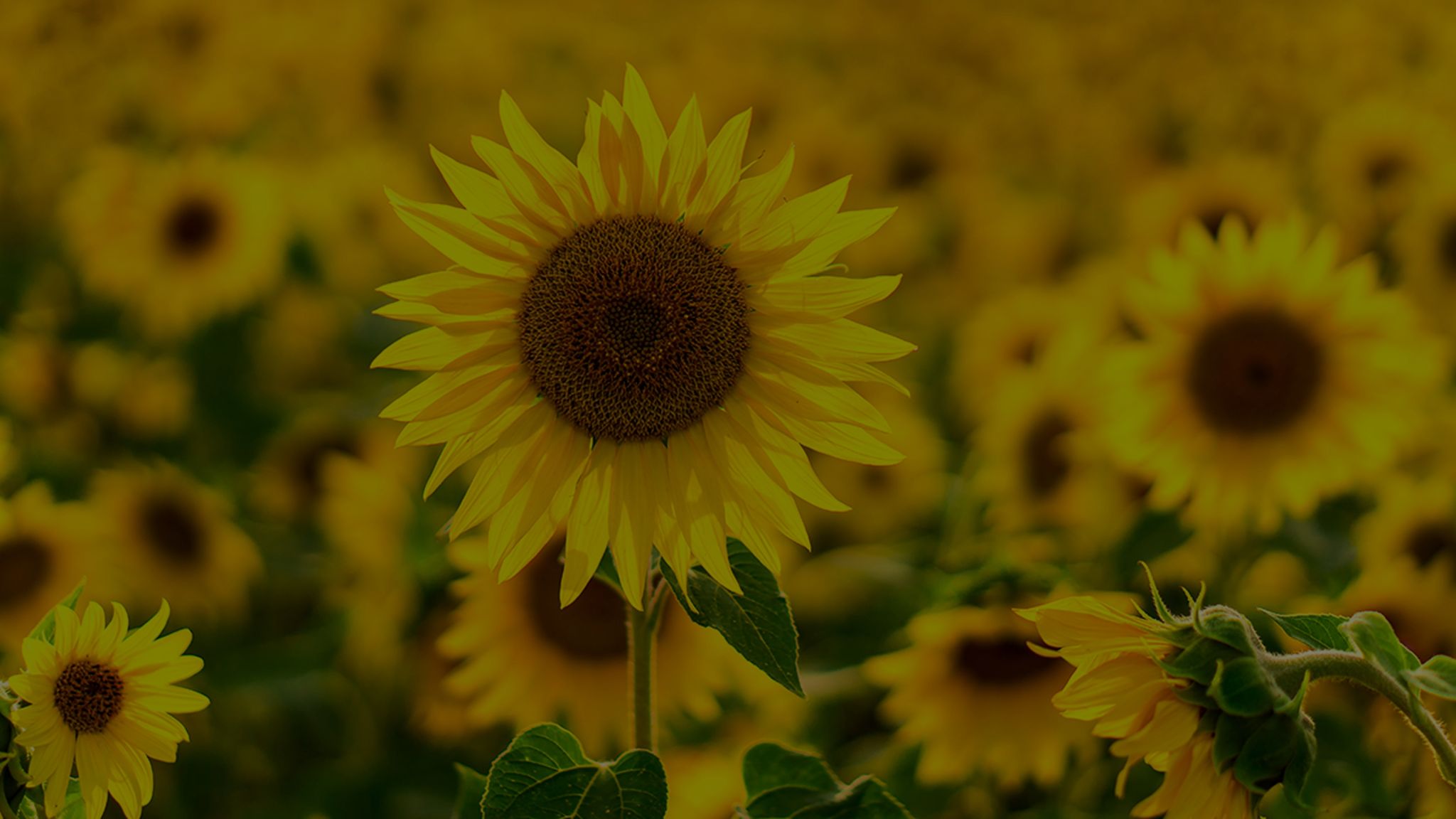 Sunflower Care: How To Grow These Beautiful Annuals