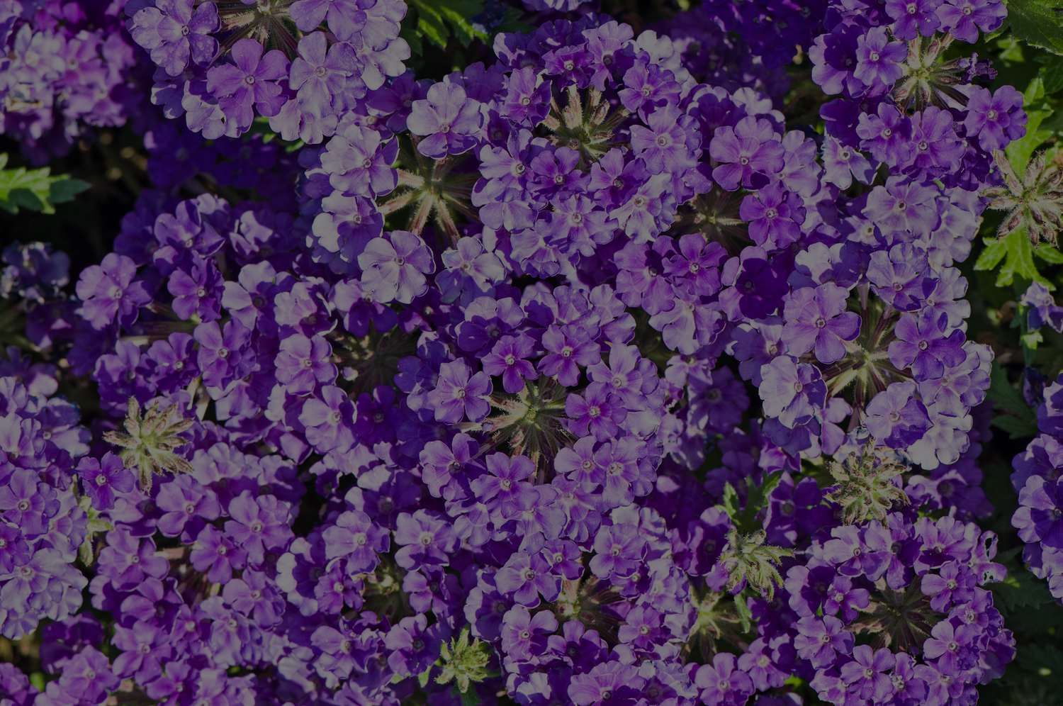 11 Fast-Growing Flowers To Grow A Colorful Garden