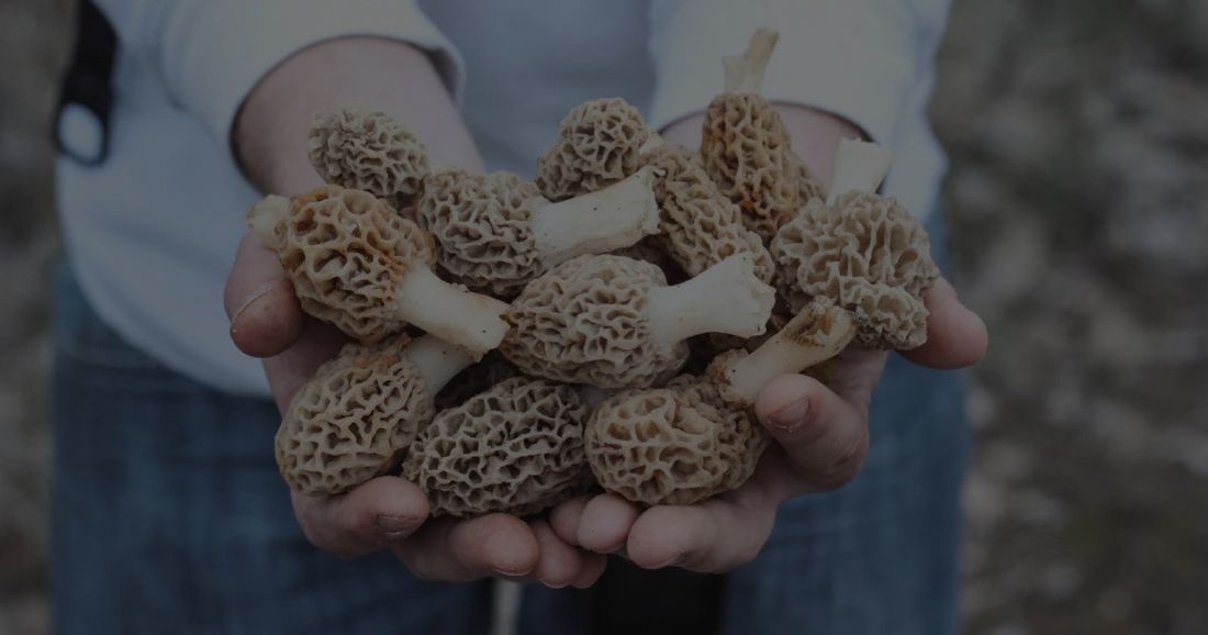 How To Grow Morel Mushrooms At Home? A Complete Guide