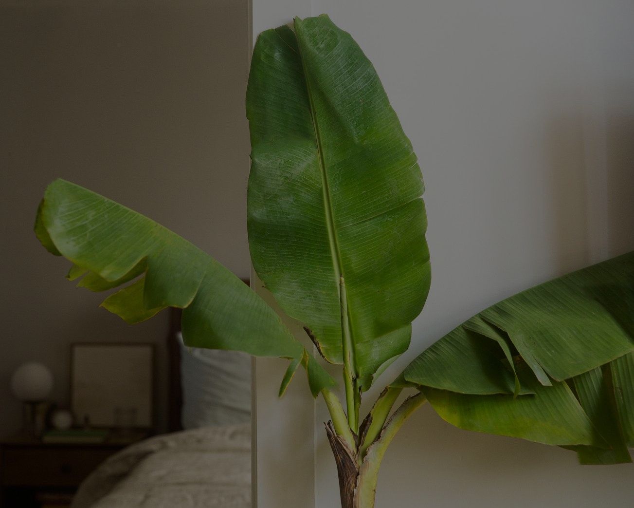 Banana Plant Care: How To Grow This Fruiting Plant