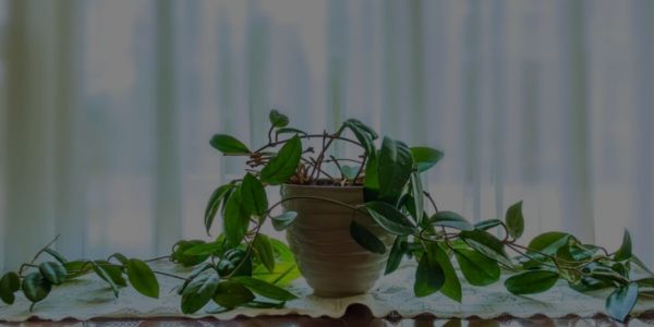 Hoya Plant Care: How To Grow This Tropical Plant?