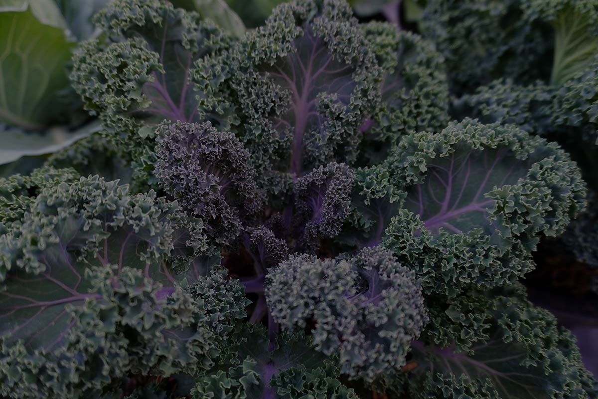 Kale Plant Care: How To Grow This Edible Leafy Plant?