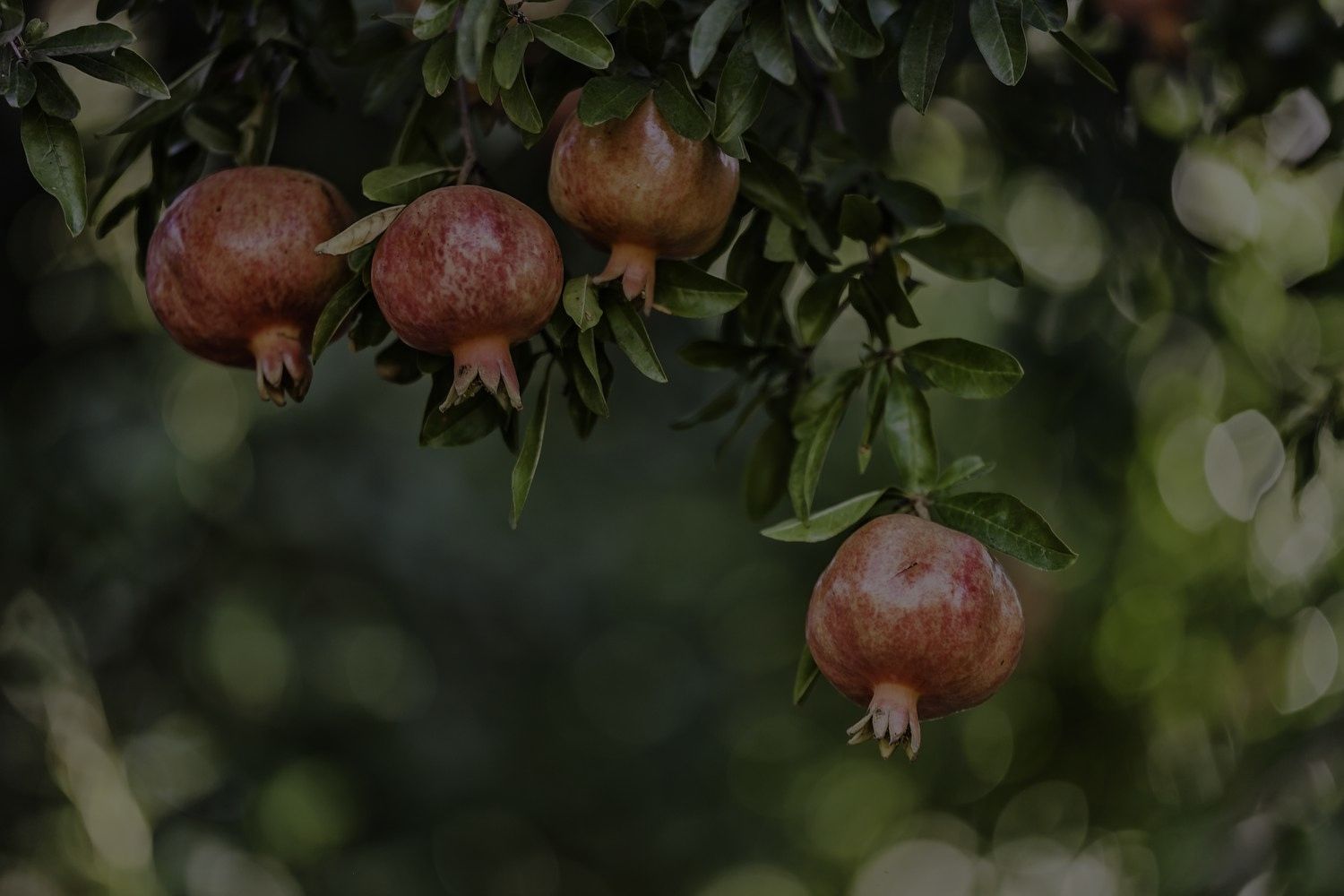 Pomegranate Plant Care: How To Grow This Fruiting Plant?