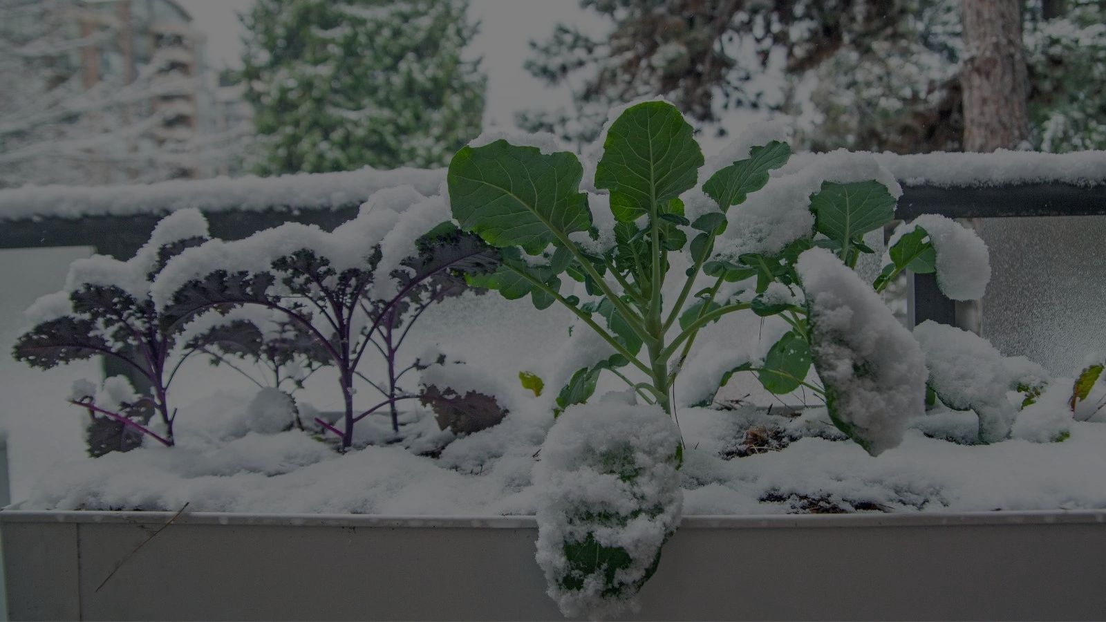9 Frost-Tolerant Plants To Grow In Your Winter Garden