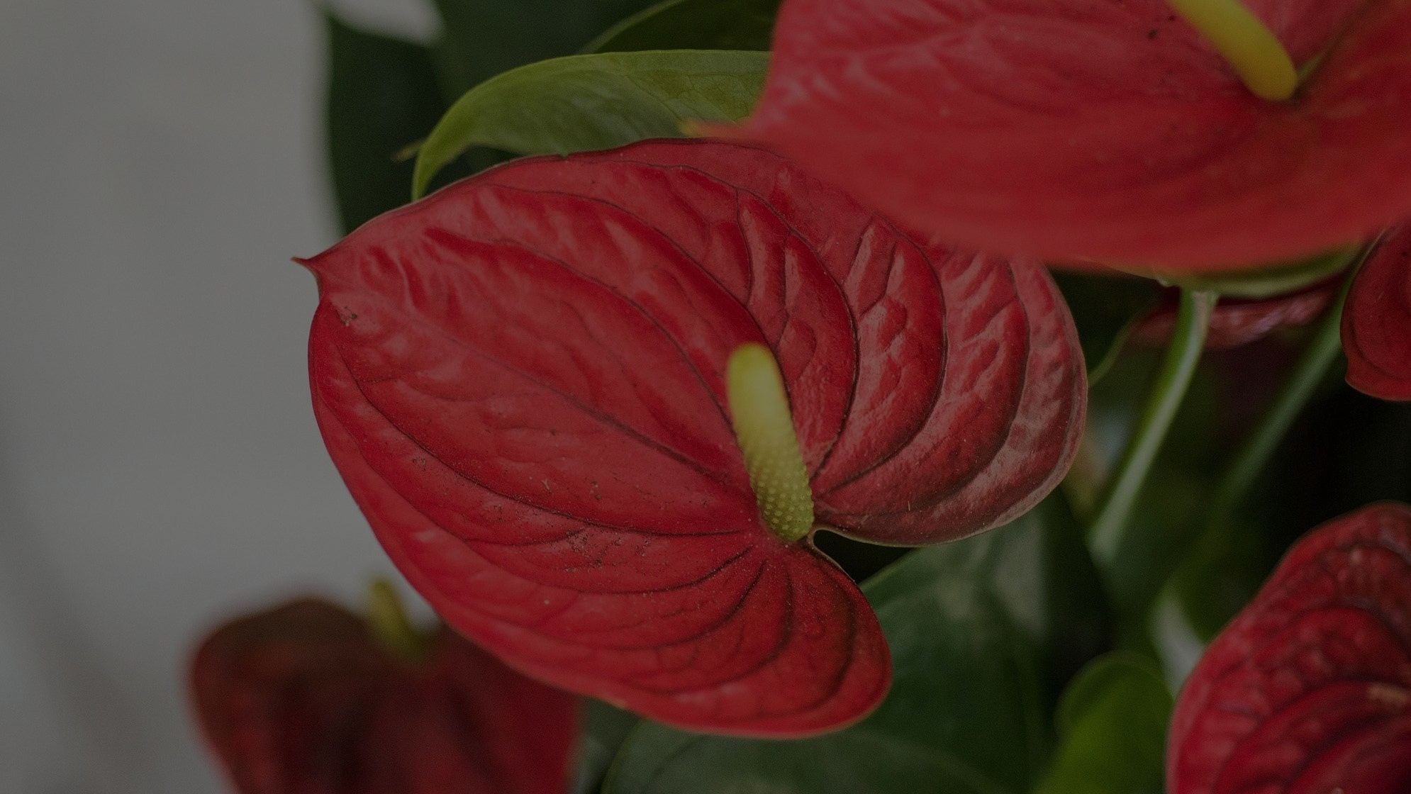 Anthurium Plant Care: Everything You Need To Know