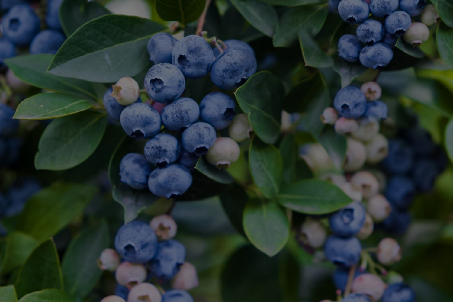 Blueberry Plant Care: Grow, Care, And Harvest Blueberries