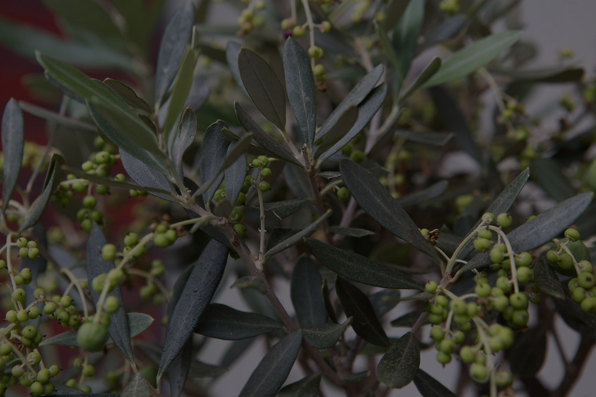 Olive Tree Care: Grow Olives Indoors or Outdoors