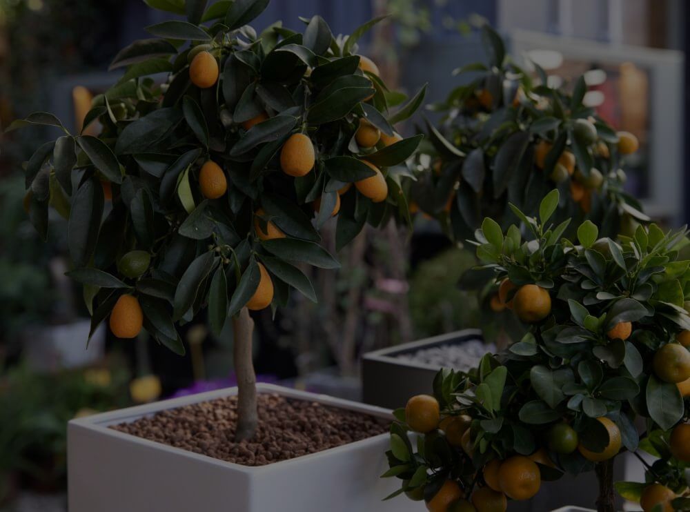 Indoor Trees: 13 Amazing Trees That Can Be Grown Indoors