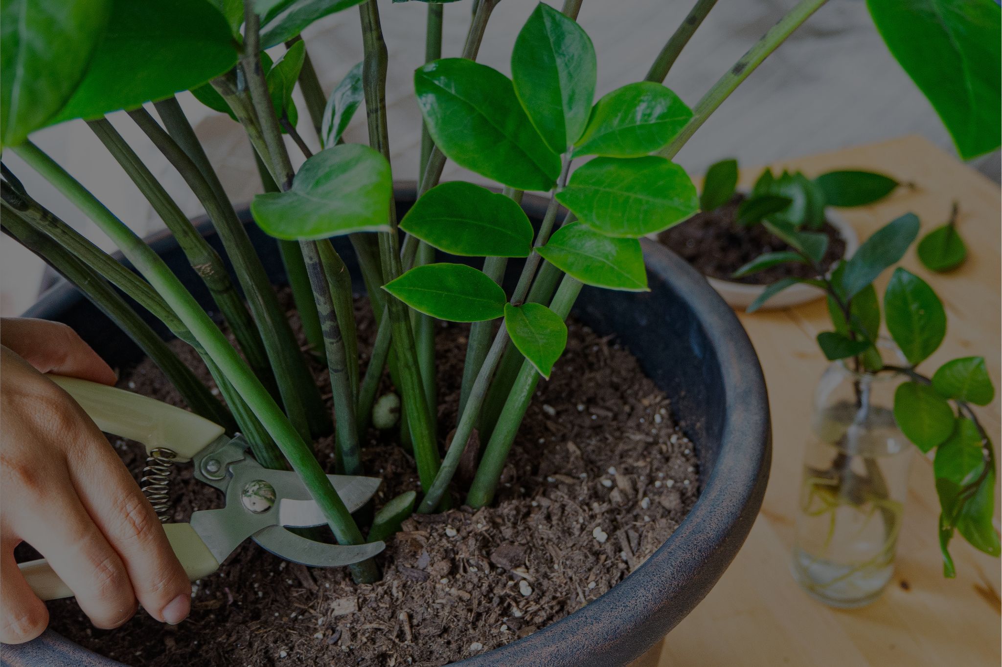 Propagate ZZ Plant: 3 Ways To Propagate Your ZZ Plant