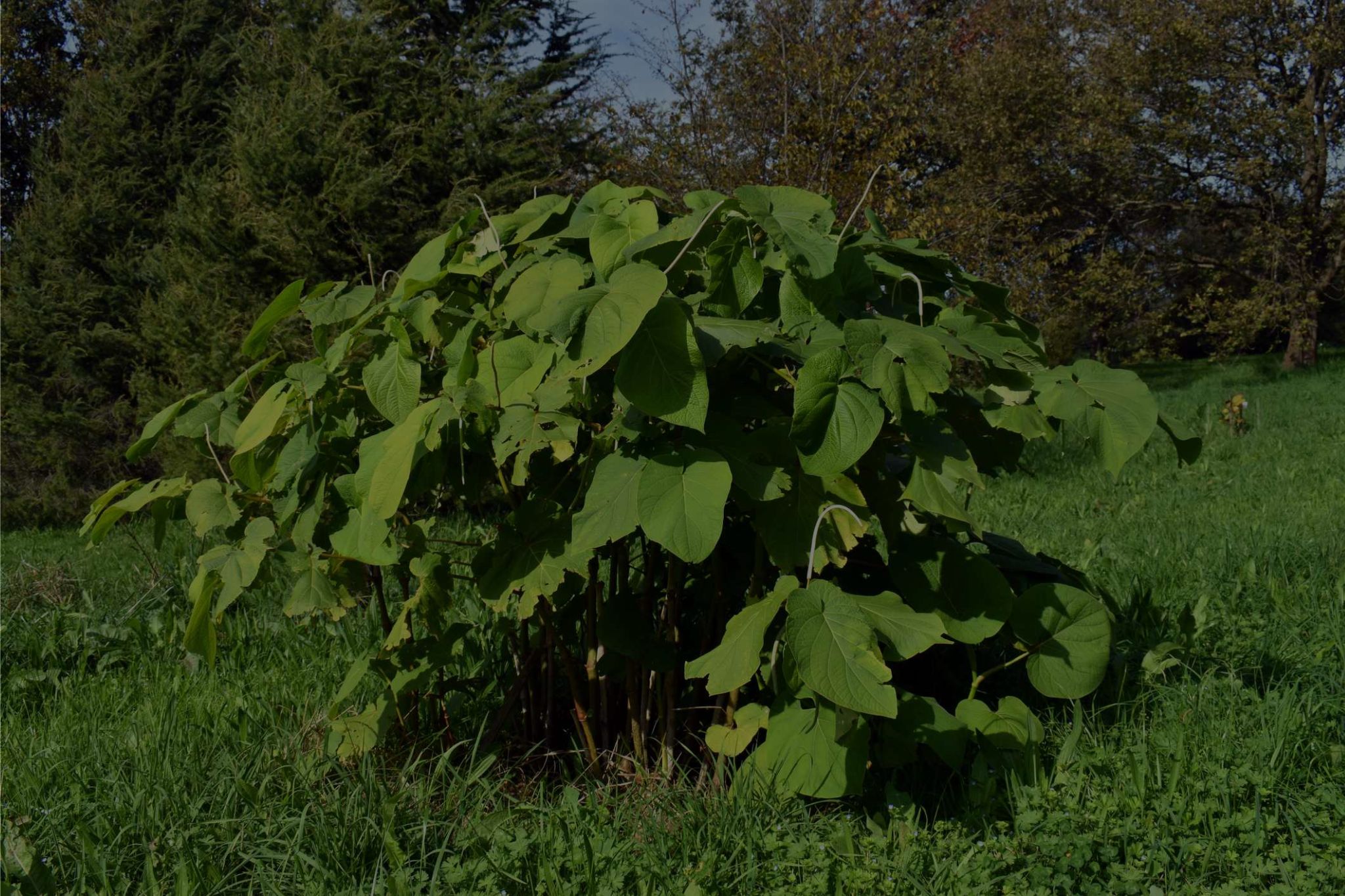 Root Beer Plant Care: How To Grow This Tropical Shrub?