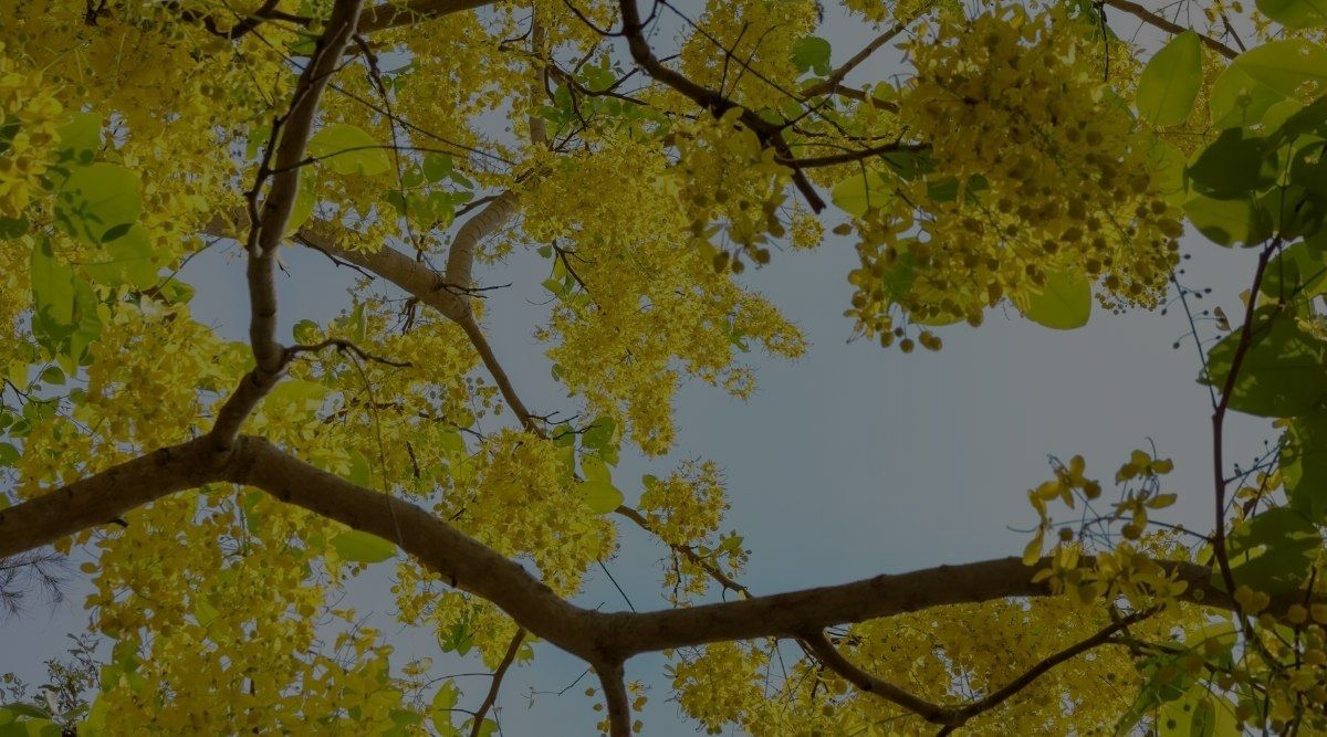 Trees With Yellow Flowers: 10 Trees To Light Up Your Garden