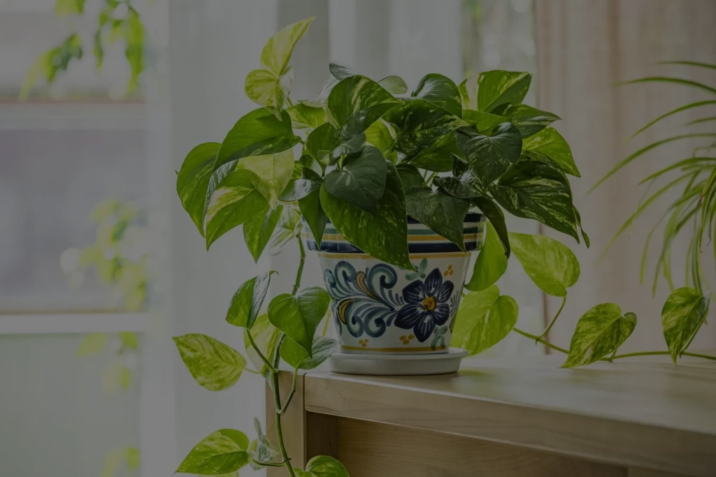 Pothos Plant Care: A Complete Guide To Grow This Indoor Plant