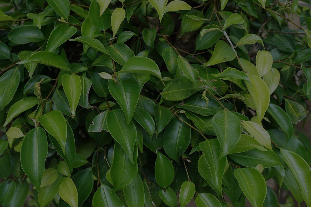 Weeping Fig Care: How To Grow This Tropical Tree Indoors?