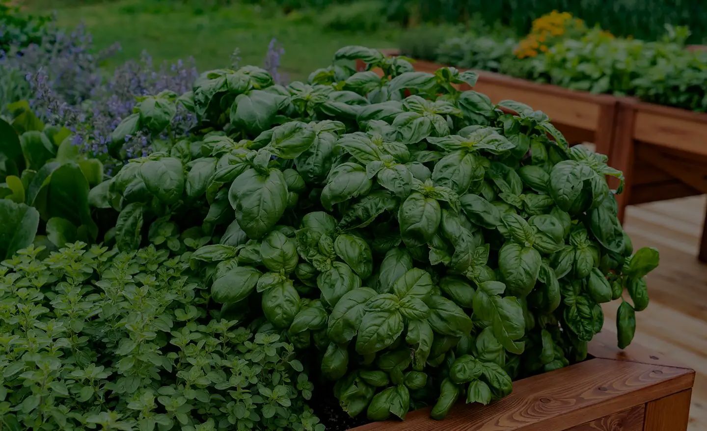 Herb Gardening 101: Learn How To Grow A Herb Garden