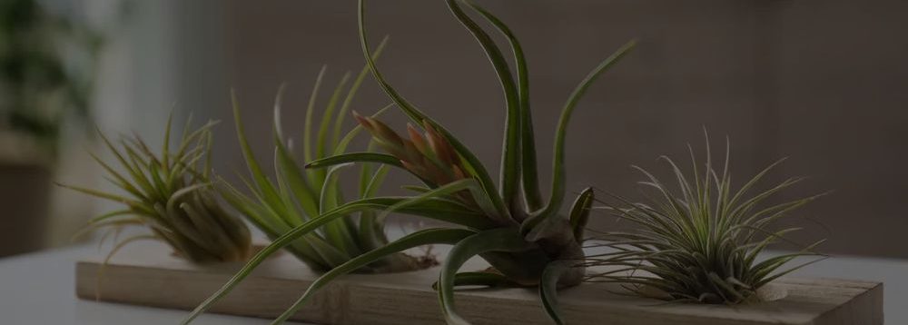 Air Plant Care: Do They Really Grow Without Any Soil?