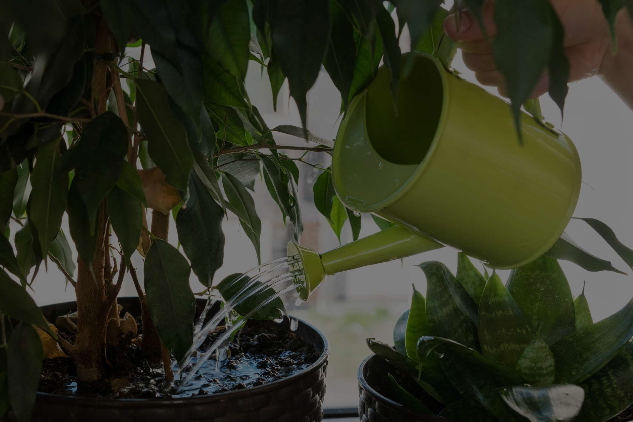 Overwatered Plants? Learn 5 Tricks To Revive Them To Full Health