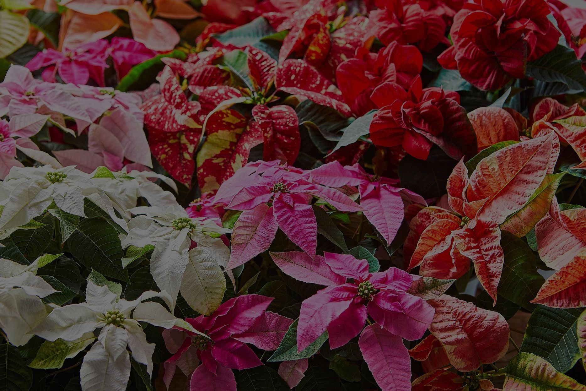 Poinsettia Plant Care For The Holiday Season and Beyond