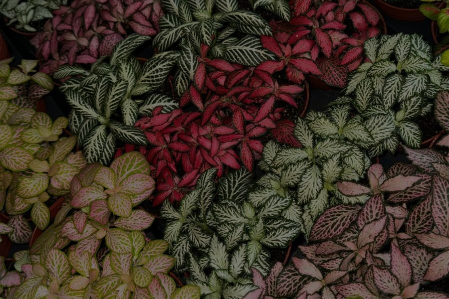 Fittonia Plant Care: How To Grow And Care For The Nerve Plant?
