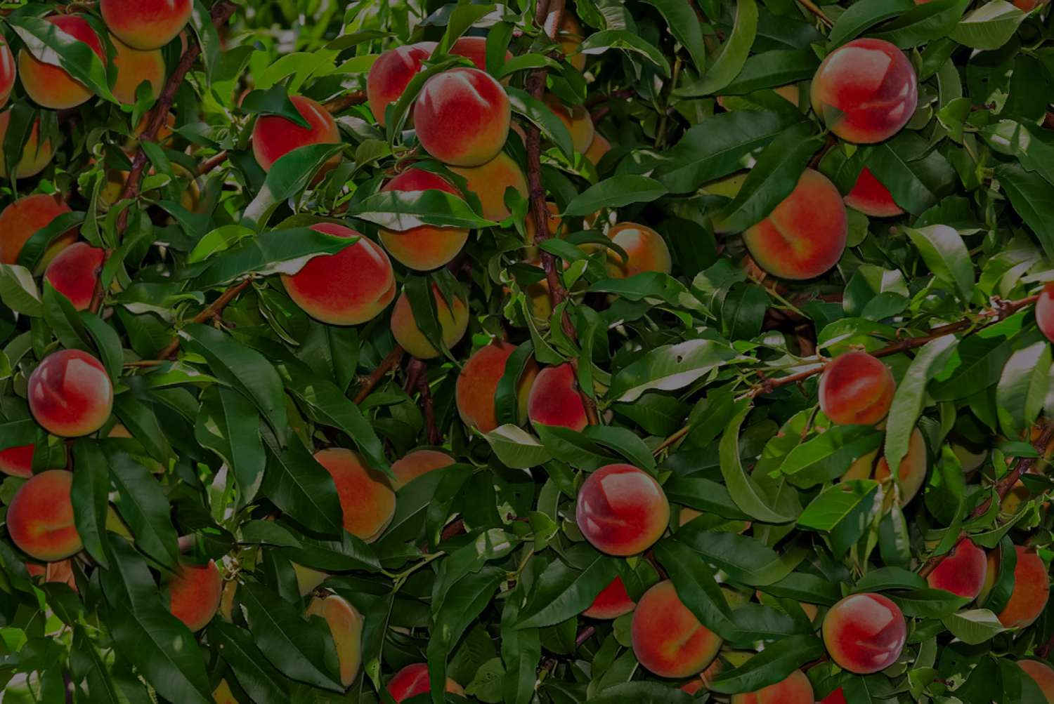 Peach Tree Care: How To Grow And Care For This Fruiting Tree?