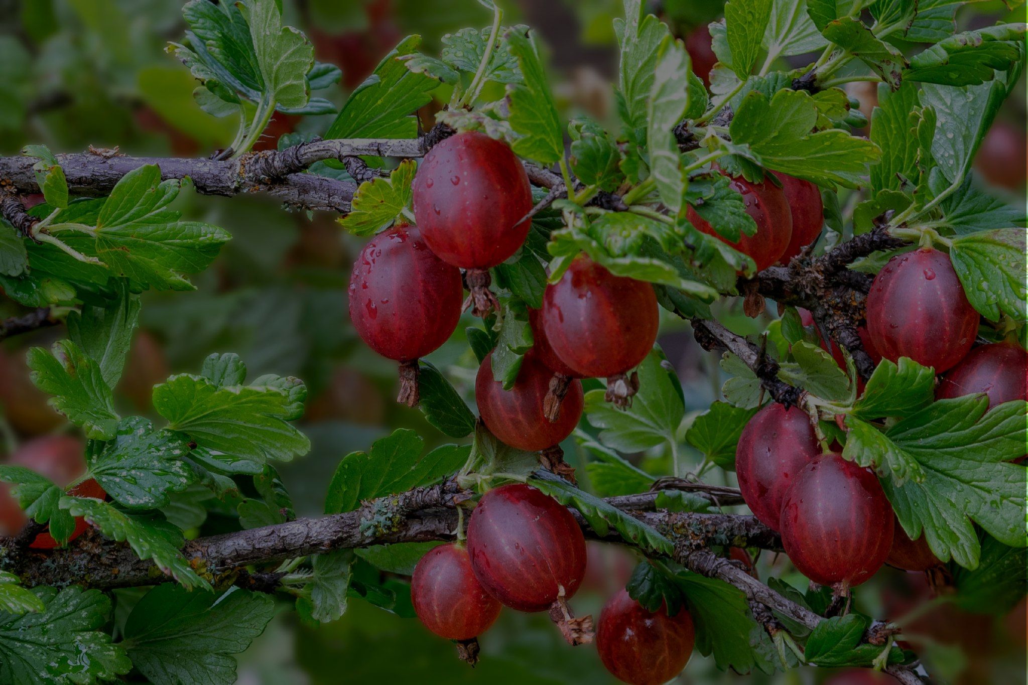 Gooseberry Plant Care: Learn How To Grow These Fruiting Shrubs