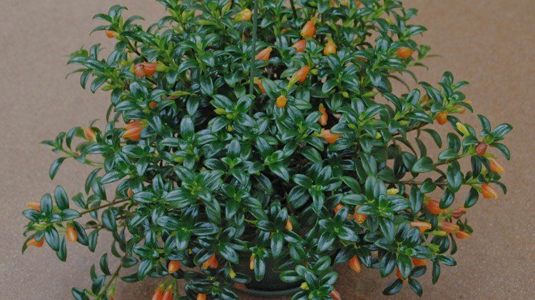 Goldfish Plant Care: How To Grow This Trailing Houseplant?